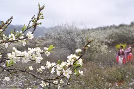 Ban flower festival 2019 kicks off in Son La 