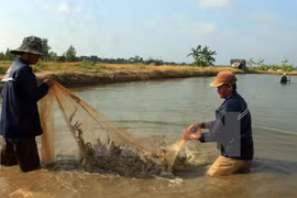 Ca Mau builds brands for agro-forestry-fishery staples