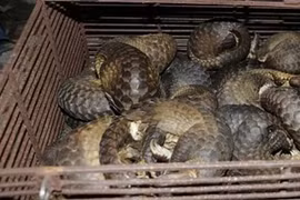 Illegal wild animal trading ring busted in Ha Tinh province