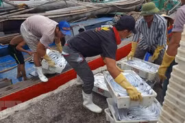 Urgent solutions needed to address EU’s warning of IUU fishing: ministry 