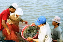 Kien Giang applies advanced technologies in large-scale shrimp farming