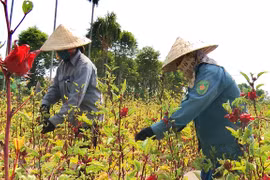 Measures deployed to lure more investment to agriculture