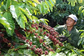 Coffee firms should focus on deep processing: insiders