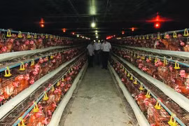 Livestock industry restructure imperative, cooperation needed: official