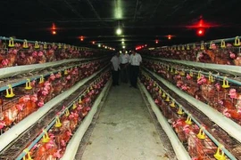 Livestock industry restructure imperative, cooperation needed: official