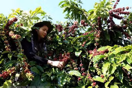 Vietnam supplies one quarter of Japan’s coffee import
