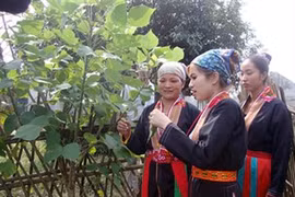 Bac Giang forest planters receive rice support