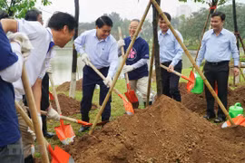 Additional 1,000 cherry blossom trees planted in Hanoi park