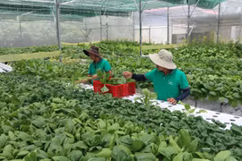 Tra Vinh focuses on developing quality seeds, seedlings