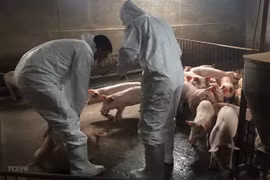 Localities take measures to prevent African swine fever