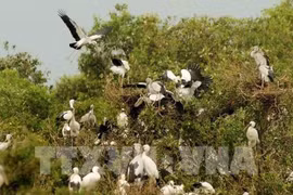 Wetland forest management project launched for Tram Chim National Park