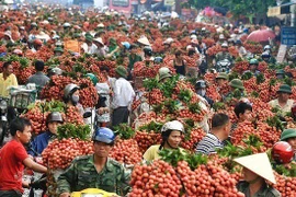 Bac Giang’s lychee revenue reaches 60-year high 