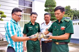 Ba Ria-Vung Tau: Rare sea turtle released into nature