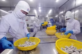 Shrimp export expected to top 4 billion USD in 2019