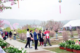 Quang Ninh province to host flower festival 
