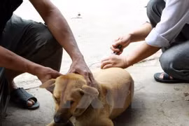 Hanoi meeting responds to World Rabies Day