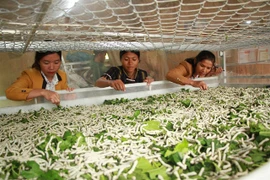 Lam Dong sericulture farmers find livelihoods steady