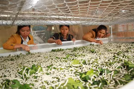 Lam Dong sericulture farmers find livelihoods steady