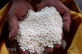 Ensuring food security becomes urgent: Minister