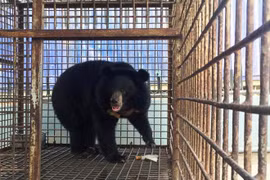 Thousands of Hanoians call for end to bear farming