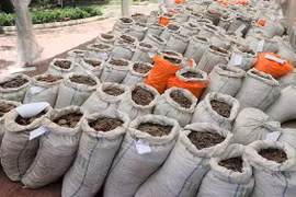 Singapore seizes nearly 13 tonnes of pangolin scales