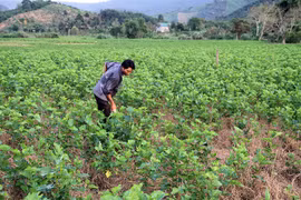 Lam Dong province unveils 5-year plan to develop sericulture