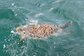 Rare sea turtle rescued in Ba Ria – Vung Tau