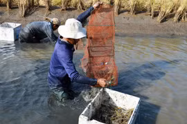 Mekong Delta farmers reap high profits from breeding giant river prawn