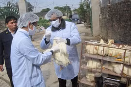 Provinces take action against disease outbreaks among cattle, poultry