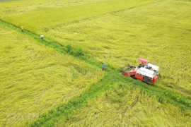 Northern localities aim for 7 million tonnes of paddy in winter crop