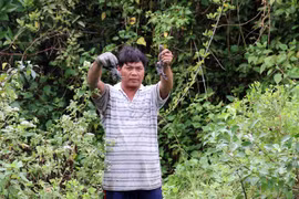Farmers profit from breeding crabs amid mangroves