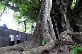 Six more trees recognised as national heritage tree