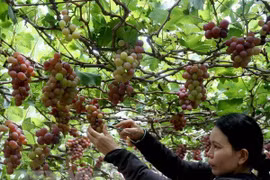 Ninh Thuan vineyard experience pulls in visitors