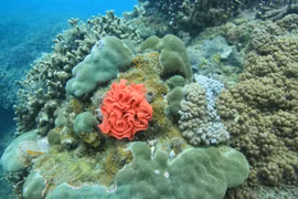 Coral reefs restored off Cham Island