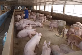 Forming value chains to enhance competitiveness for pig farmers