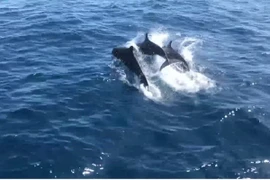 Killer whales seen in Thailand’s Koh Tao waters