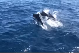 Killer whales seen in Thailand’s Koh Tao waters