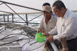 Shrimp breeders expand production, seek to join global supply chains