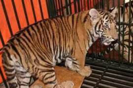 Wildlife crime challenges Vietnam’s tiger conservation efforts