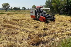 Thailand’s paddy output to decline in 2019-2020 season