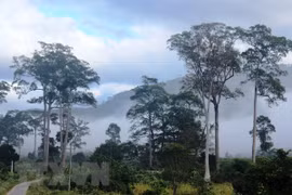 Efforts made to conserve biodiversity at Phuoc Binh National Park