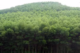 Germany funds forest biodiversity project in Thua Thien-Hue