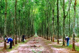 Vietnam earns 662 million USD from rubber exports 
