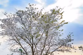 Ban flower festival to bring beauty of mountains to capital