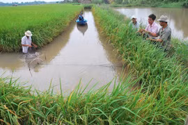 Mekong Connect 2019 to be held in Can Tho in November