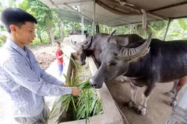 Vietnam seeks to develop modern livestock industry