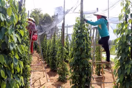 Vietnam’s pepper sector targets sustainable development 