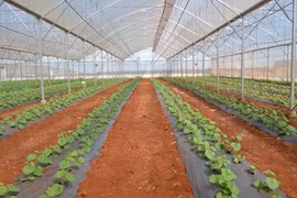 Can Tho, New Zealand step up agricultural cooperation