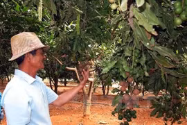 Lam Dong exports macadamia nuts to RoK, Singapore
