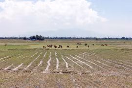 Ninh Thuan farmers lack water, leave 1,500ha of fields fallow